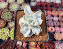 Echeveria 'Harry Watson' Mutated 2"-3" New Mutant Succulent Plant