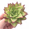 Echeveria Agavoides Ebony 4” Rare Succulent Plant
