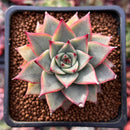 Echeveria Agavoides 'Red Pop' 2" Succulent Plant