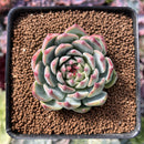 Echeveria 'Chihuahuaensis' 2" Succulent Plant