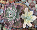 Echeveria 'Japan Moon River' Variegated 8" large Cluster Succulent Plant
