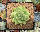 Echeveria Agavoides 'Maria' 3" Succulent Plant