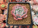 Echeveria 'Horizon' 2" Succulent Plant