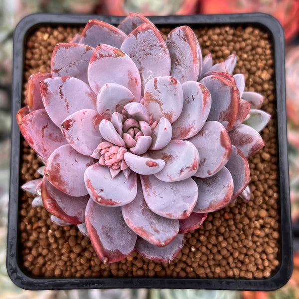 Echeveria 'Lulu' 2