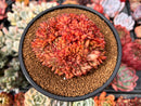 Echeveria Agavoides 'Mundy' Crested 4" Succulent Plant