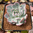 Echeveria 'Red Powder' 2" Powdery Succulent Plant
