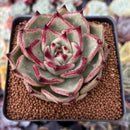 Echeveria Agavoides 'Cream Rose' 3" Succulent Plant
