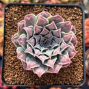 Echeveria 'Hearts Choice' 2" Succulent Plant