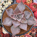 Echeveria 'Rodolfi' 4" Succulent Plant