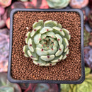 Echeveria 'Jackal' 1" Succulent Plant