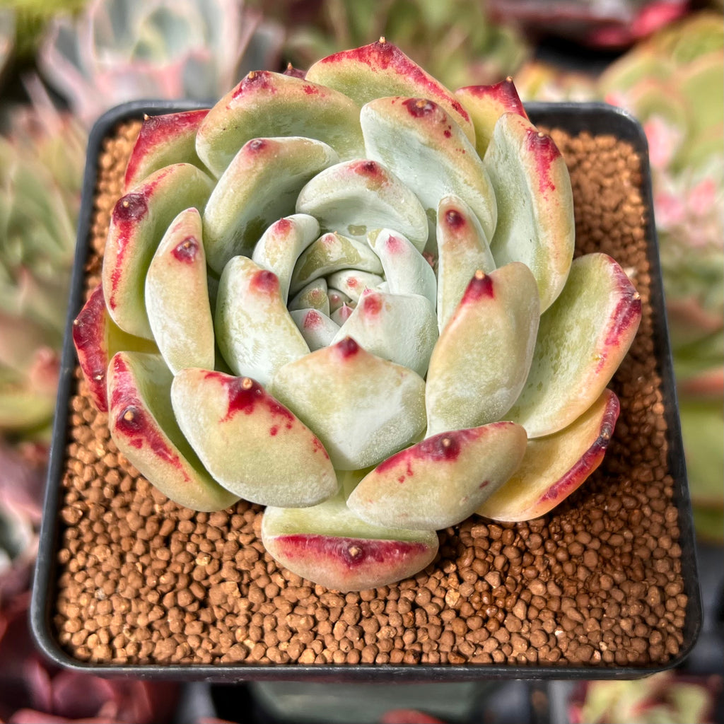 Echeveria 'Ratam' 3