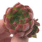 Echeveria Agavoides 'Angel Star' 2" Succulent Plant