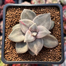 Echeveria 'Xichuensis' 2" Succulent Plant