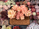 Echeveria 'Deren-Oliver' Crested 2"-3" Succulent Plant