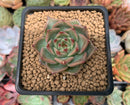 Echeveria Agavoides 'Exitazo' 1" Succulent Plant