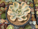 Echeveria Runyonii Variegated (Aka Echeveria 'Akaihosi' Variegated) 4"-5" Succulent Plant