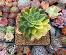 Echeveria 'Bob Jolly' Variegated 3"-4" Succulent Plant