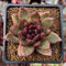 Echeveria Agavoides 'Chocolate Jelly' 2" Succulent Plant