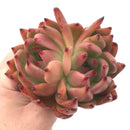 Echeveria Agavoides 'Frank Reinalt' Bifurcated 4” Rare Succulent Plant