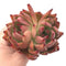 Echeveria Agavoides 'Frank Reinalt' Bifurcated 4” Rare Succulent Plant