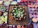 Echeveria 'Black Hawk' 2" Succulent Plant