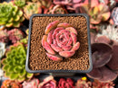 Echeveria 'Lovely' 1" Succulent Plant