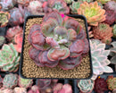 Echeveria 'Hearts Delight' 2"-3" Succulent Plant