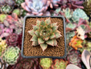 Echeveria 'Purpusorum' White Form 1"-2" Succulent Plant