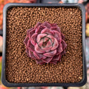 Echeveria 'Mohican' 1" Small Succulent Plant