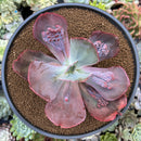 Echeveria 'Blue Garnet' 5" Unique Cultivar Succulent Plant