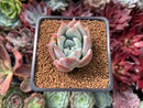 Echeveria 'Colorata' Powdery 1" Succulent Plant