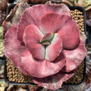 Echeveria 'Frill' sp. Variegated 4" Specimen Succulent Plant