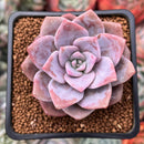 Echeveria 'Missing You' 2" Succulent Plant