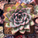 Echeveria 'Snow Queen' 4" Succulent Plant