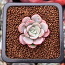 Echeveria 'Subcorymbosa Lau 026' 1" Succulent Plant