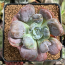 Echeveria 'Hearts Delight' 2"-3" Succulent Plant