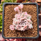 Echeveria 'Prolifica' Variegated 1"-2" Succulent Plant