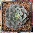 Echeveria 'Moranii' 2" New Hybrid Succulent Plant
