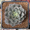 Echeveria 'Moranii' 2" New Hybrid Succulent Plant