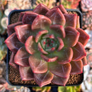 Echeveria 'Sharman' 3" Succulent Plant