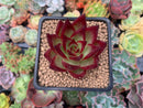 Echeveria Agavoides 'Magic Corona' 2" Succulent Plant