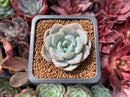 Echeveria 'Heila' 1" New Hybrid Succulent Plant