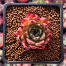 Echeveria Agavoides 'Sarabony' 1" Selected Clone Succulent Plant