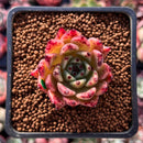 Echeveria Agavoides 'Sarabony' 1" Selected Clone Succulent Plant