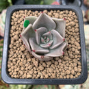 Echeveria Agavoides 'Beauty Lily' 1" Succulent Plant