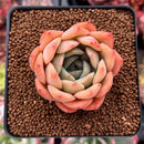 Echeveria 'Gemini' 2" Succulent Plant