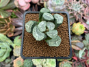 Haworthia Maughanii 'Youngman' 2" Succulent Plant
