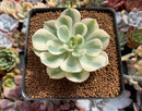 Echeveria 'Compton Carousel' 2"-3" Succulent Plant