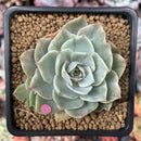 Echeveria 'Silver Queen' Variegated 2" Succulent Plant