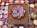 Echeveria 'Honky' 1" Succulent Plant